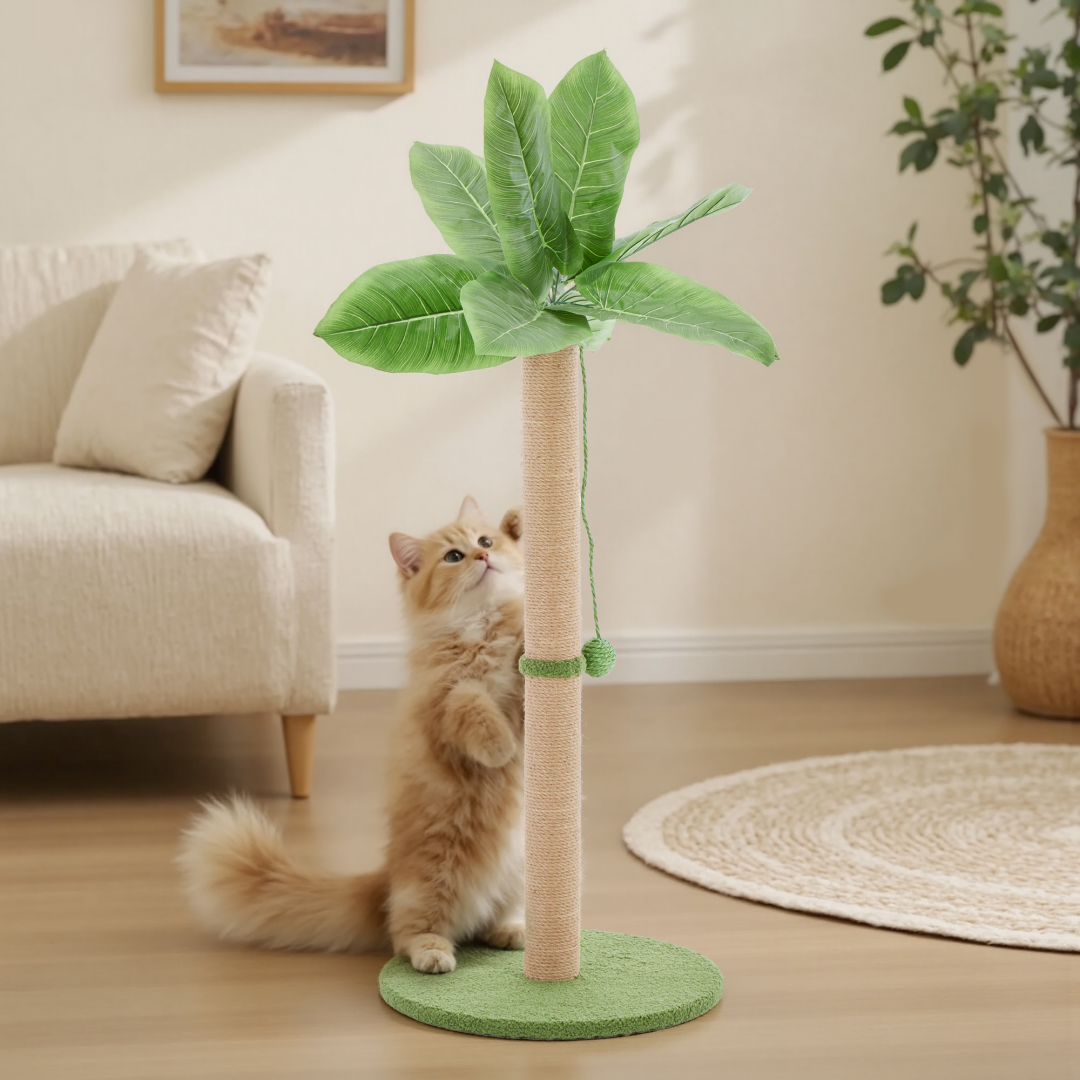 New Cat Starter Kit — Litter, Play, Claws
